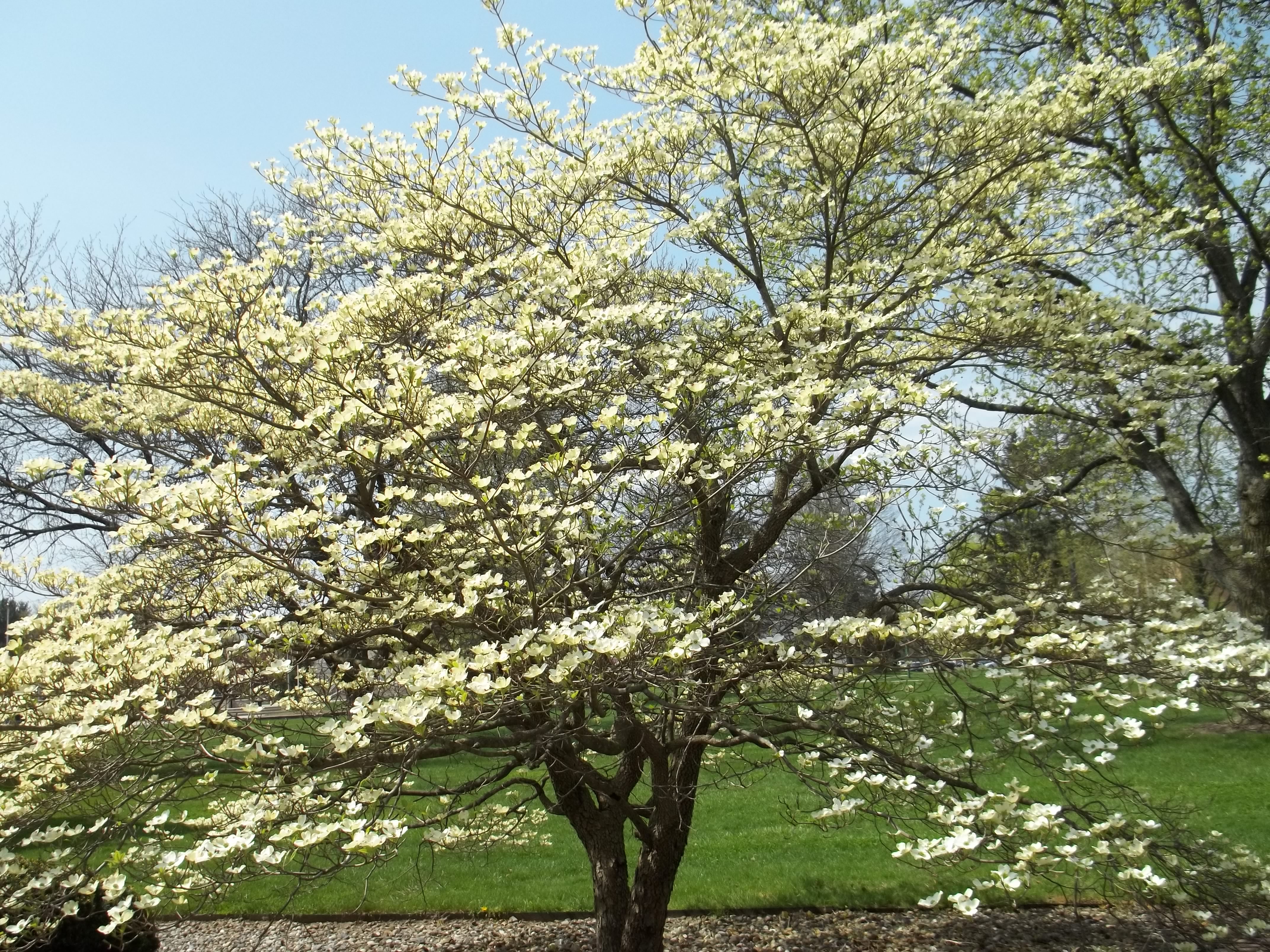 What is a dogwood tree?